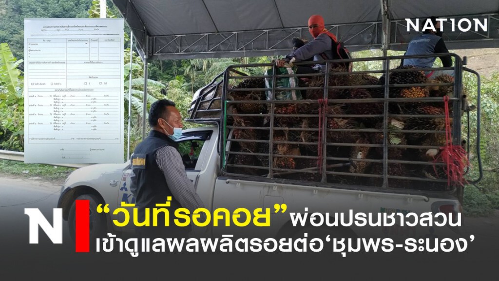 ชาวสวนรอยต่อ"ชุมพร-ระนอง" เฮ!! เข้าทำสวนได้แล้ว