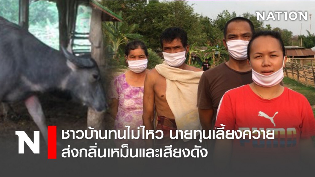 ชาวบ้านทนไม่ไหว นายทุนเลี้ยงควายส่งกลิ่นเหม็นและเสียงดัง ชาวบ้านทนไม่ไหว นายทุนเลี้ยงควายส่งกลิ่นเหม็นและเสียงดัง