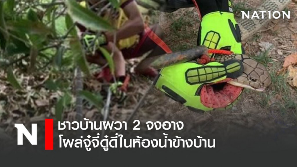 พบงูจงอางตัวใหญ่ 2 ตัว ในห้องน้ำข้างบ้าน พบงูจงอางตัวใหญ่ 2 ตัว ในห้องน้ำข้างบ้าน