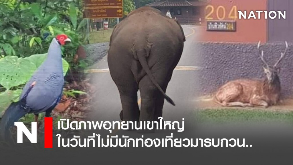 เปิดภาพอุทยานเขาใหญ่ ในวันที่ไม่มีนักท่องเที่ยวมารบกวน.. เปิดภาพอุทยานเขาใหญ่ ในวันที่ไม่มีนักท่องเที่ยวมารบกวน..