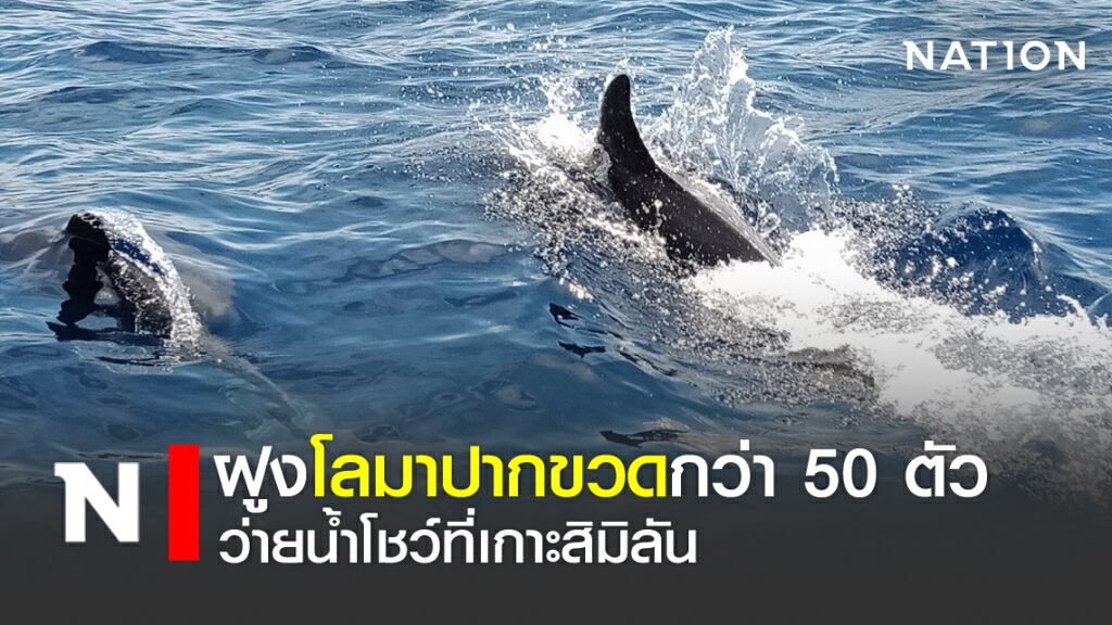 ฝูงโลมาปากขวดกว่า 50 ตัว ว่ายน้ำโชว์ที่เกาะสิมิ​ลัน​
