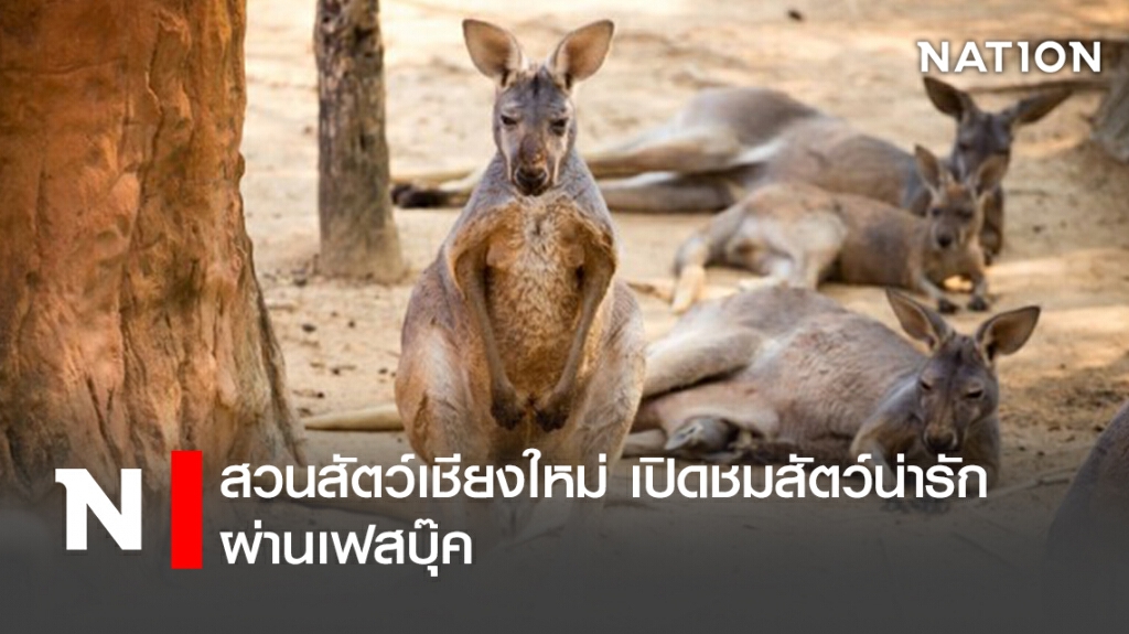 สวนสัตว์เชียงใหม่ เปิดชมสัตว์น่ารักผ่านเฟสบุ๊ค