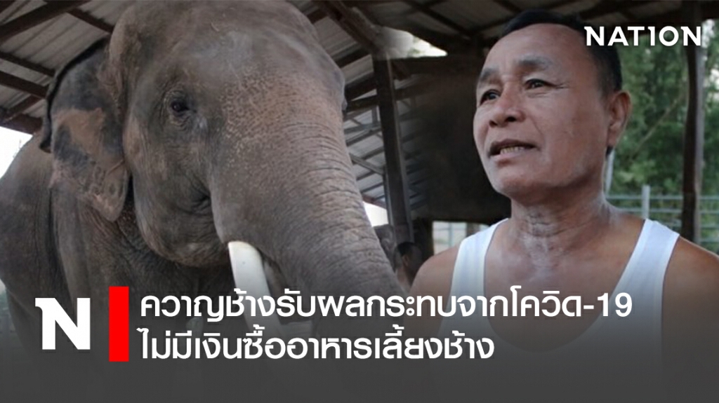 ควาญช้างรับผลกระทบจากโควิด-19 ไม่มีเงินซื้ออาหารเลี้ยงช้าง ควาญช้างรับผลกระทบจากโควิด-19 ไม่มีเงินซื้ออาหารเลี้ยงช้าง