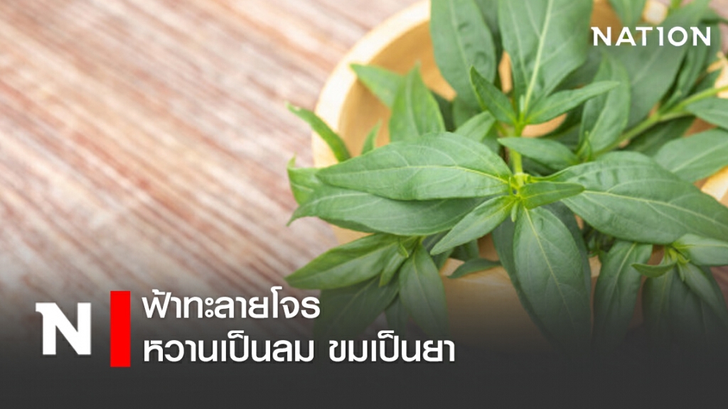 "ฟ้าทะลายโจร" หวานเป็นลม ขมเป็นยา