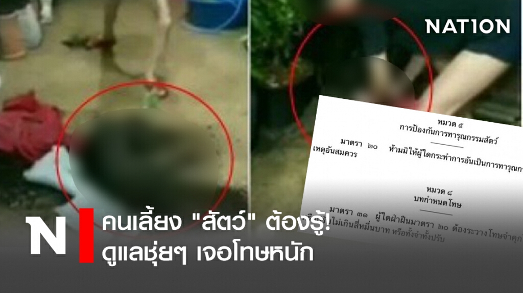 คนเลี้ยง"สัตว์"ต้องรู้! ดูแลชุ่ยๆเจอโทษหนัก คนเลี้ยง"สัตว์"ต้องรู้! ดูแลชุ่ยๆเจอโทษหนัก