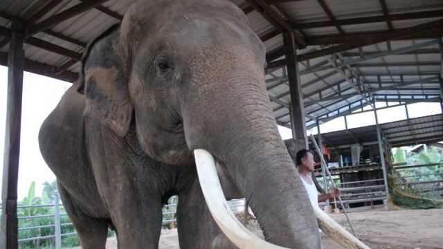 ควาญช้างรับผลกระทบจากโควิด-19 ไม่มีเงินซื้ออาหารเลี้ยงช้าง