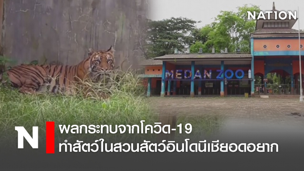 ผลกระทบจากโควิด-19 ทำสัตว์ในสวนสัตว์อินโดนีเชียอดอยาก ผลกระทบจากโควิด-19 ทำสัตว์ในสวนสัตว์อินโดนีเชียอดอยาก