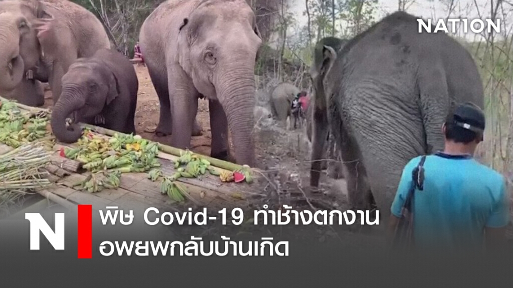 พิษ Covid-19 ทำช้างตกงาน อพยพกลับบ้านเกิด