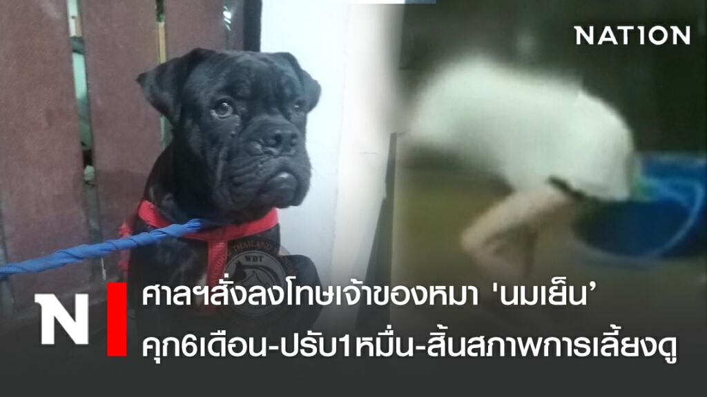 ศาลฯสั่งลงโทษเจ้าของหมา 'นมเย็น’ คุก6เดือน-ปรับ1หมื่น-สิ้นสภาพการเลี้ยงดู