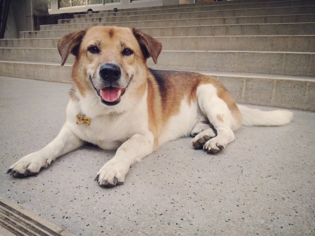 พบร่าง "พี่เตี้ย" ในป่าข้างทาง ยังไม่ยืนยันสาเหตุการตาย