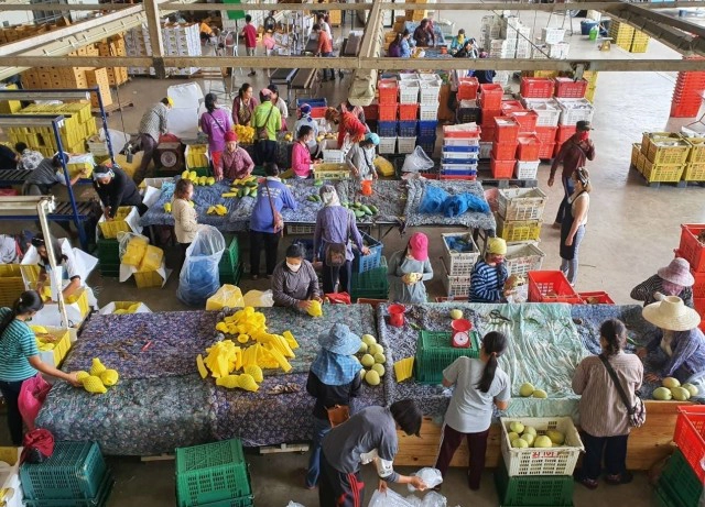 "ล้งไทย" MATA Fruitland อ้าแขนรับซื้อผลไม้ ช่วยชาวสวน!