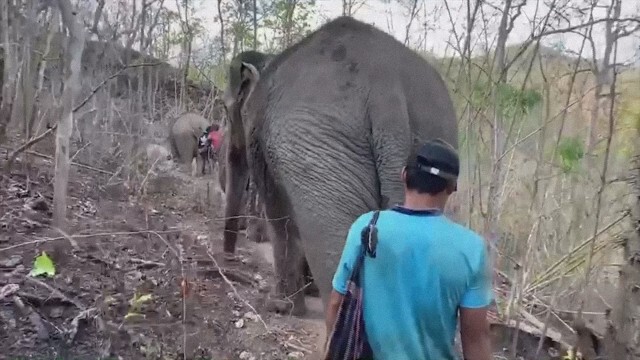 พิษ Covid-19 ทำช้างตกงาน อพยพกลับบ้านเกิด