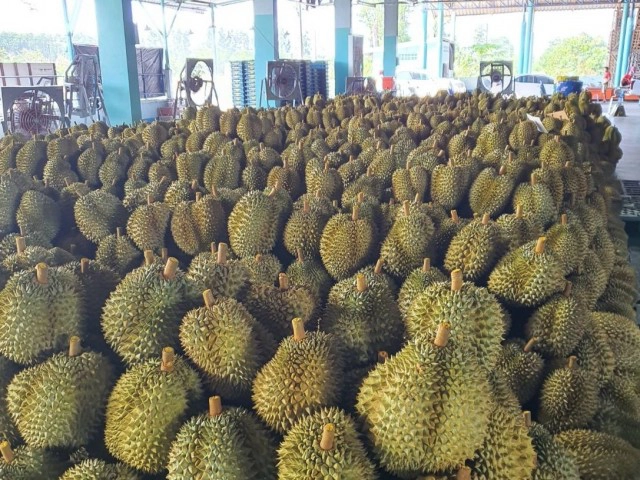 "ล้งไทย" MATA Fruitland อ้าแขนรับซื้อผลไม้ ช่วยชาวสวน!