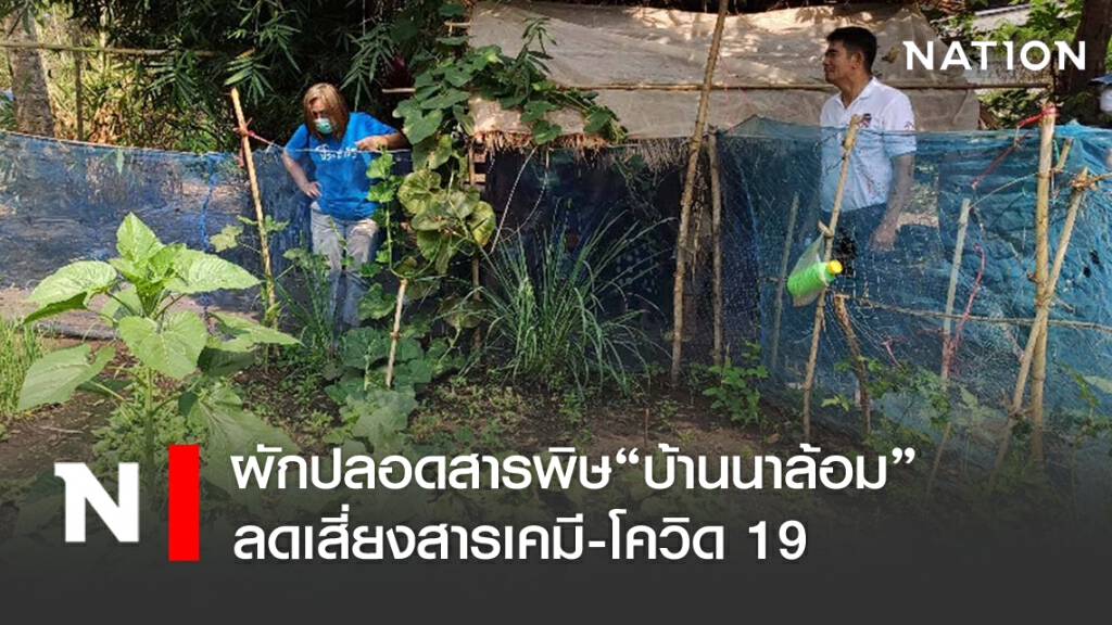 ปลูกผักปลอดสารพิษ ลดเสี่ยงสารเคมี-โควิด 19 ปลูกผักปลอดสารพิษ ลดเสี่ยงสารเคมี-โควิด 19