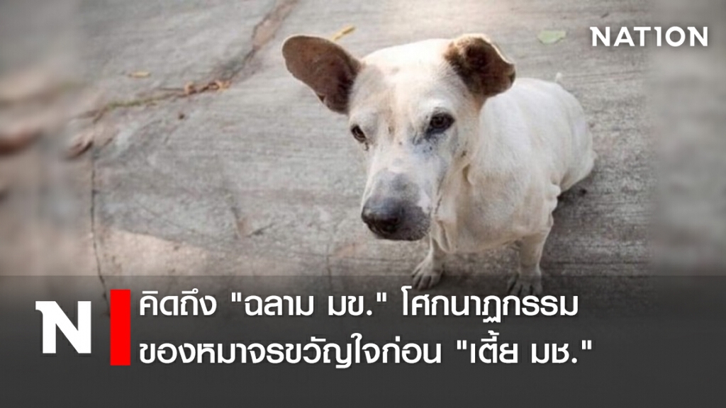 คิดถึง "ฉลาม มข." โศกนาฏกรรมของหมาจรขวัญใจก่อน "เตี้ย มช."