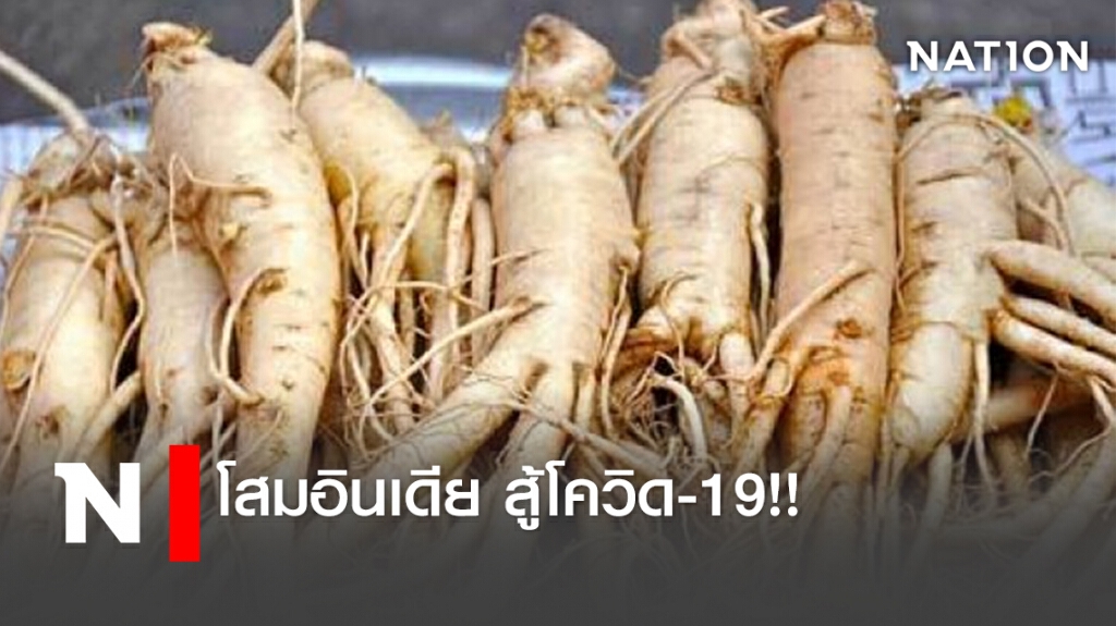 โสมอินเดีย สู้โควิด-19!! โสมอินเดีย สู้โควิด-19!!