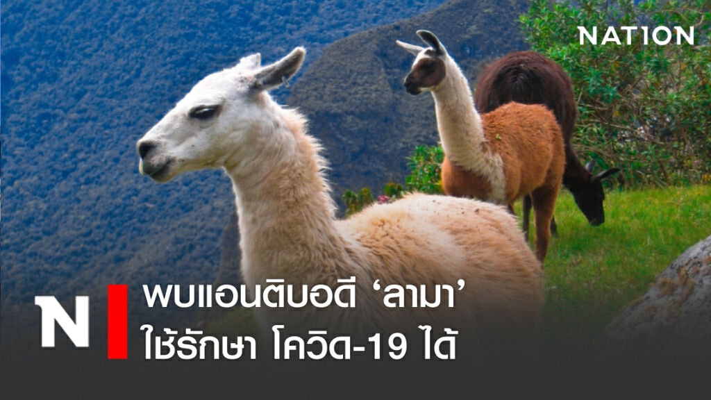 พบแอนติบอดี ‘ลามา’ ใช้รักษา โควิด-19 ได้ พบแอนติบอดี ‘ลามา’ ใช้รักษา โควิด-19 ได้
