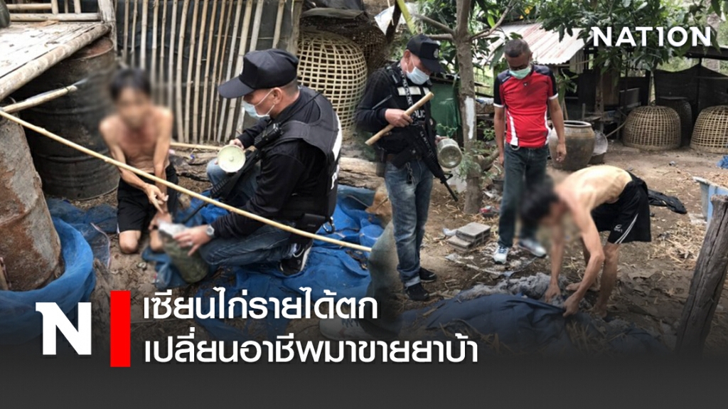 เซียนไก่รายได้ตก เปลี่ยนอาชีพมาขายยาบ้า เซียนไก่รายได้ตก เปลี่ยนอาชีพมาขายยาบ้า