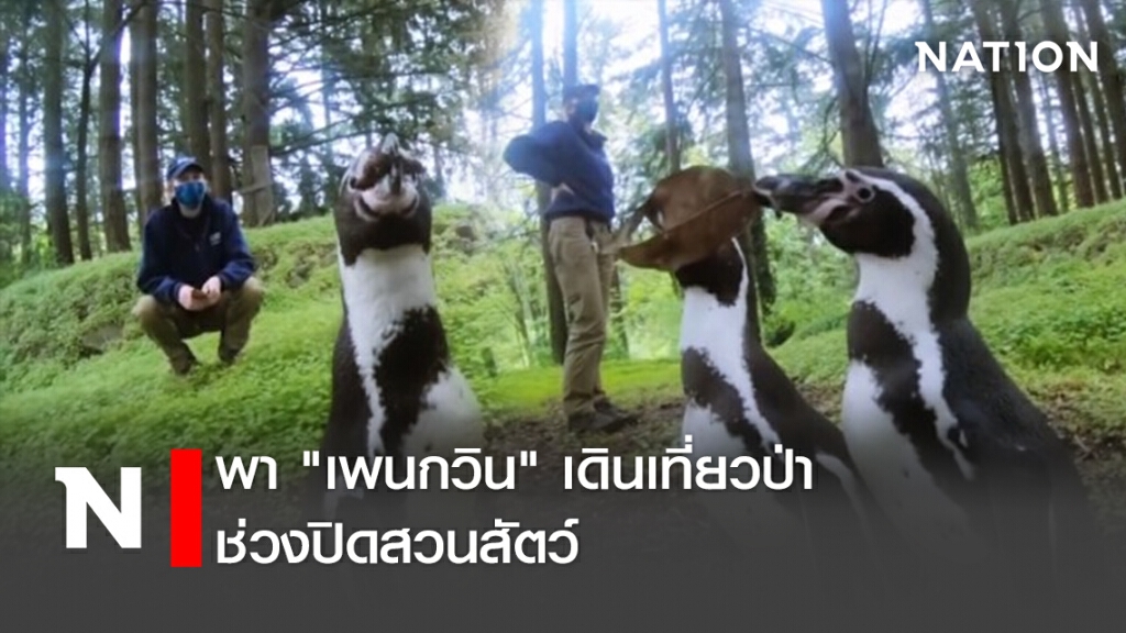 พา "เพนกวิน" เดินเที่ยวป่าช่วงปิดสวนสัตว์ พา "เพนกวิน" เดินเที่ยวป่าช่วงปิดสวนสัตว์