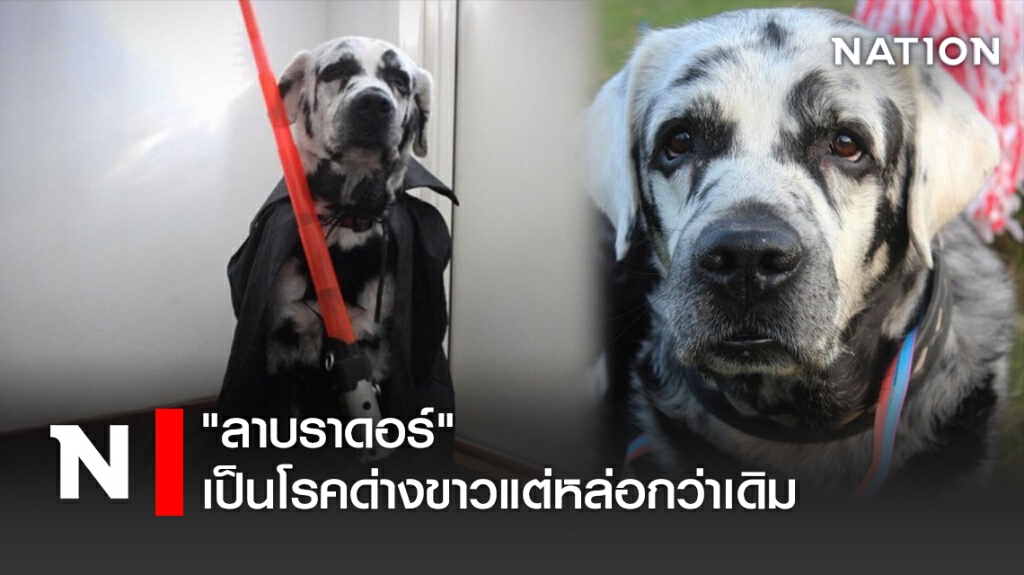 "ลาบราดอร์" เป็นโรคด่างขาวแต่หล่อกว่าเดิม