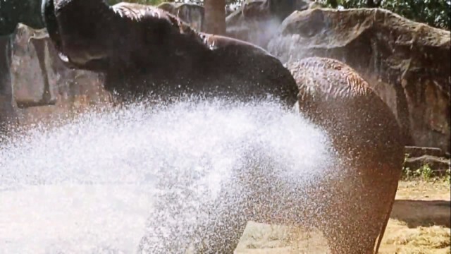 ร้อนจัด! ฉีดพ่นน้ำคลายร้อนสัตว์ป่า "ลดเครียด-กันสัตว์ป่วย"