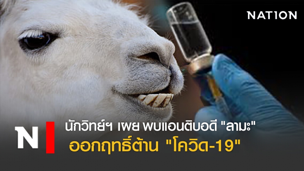นักวิทย์ฯ เผย พบแอนติบอดี "ลามะ" ออกฤทธิ์ต้าน "โควิด-19"