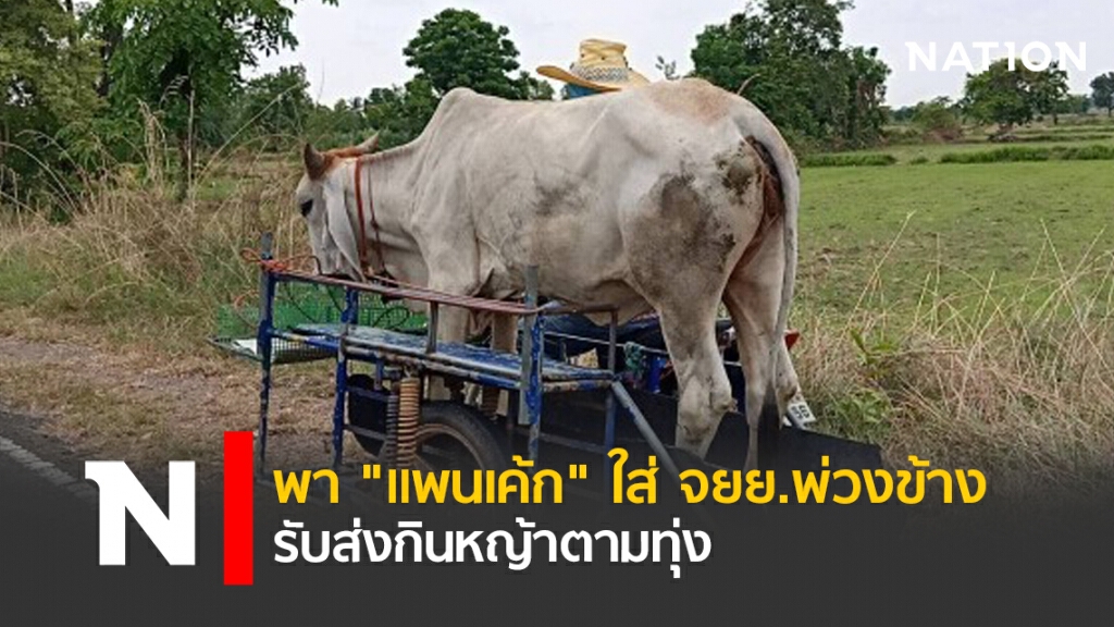 พา "แพนเค้ก" ใส่ จยย.พ่วงข้างรับส่งกินหญ้าตามทุ่ง พา "แพนเค้ก" ใส่ จยย.พ่วงข้างรับส่งกินหญ้าตามทุ่ง
