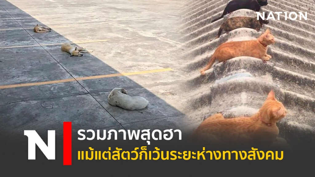 รวมภาพสุดฮา แม้แต่สัตว์ก็เว้นระยะห่างทางสังคม รวมภาพสุดฮา แม้แต่สัตว์ก็เว้นระยะห่างทางสังคม