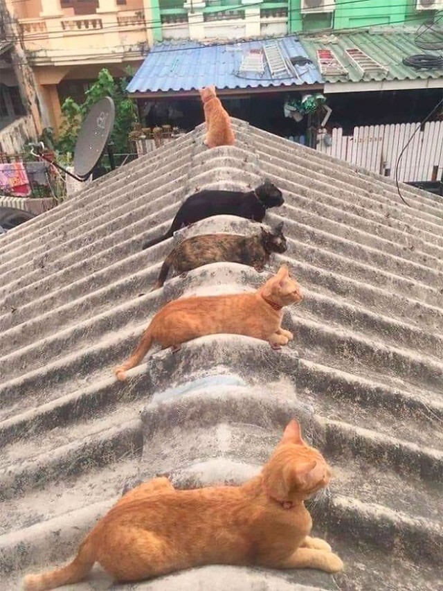 รวมภาพสุดฮา แม้แต่สัตว์ก็เว้นระยะห่างทางสังคม