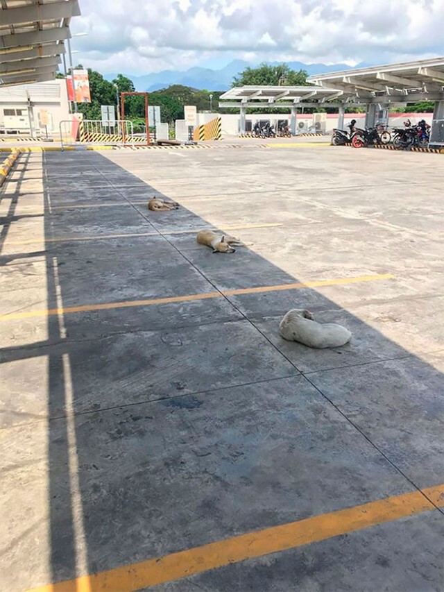 รวมภาพสุดฮา แม้แต่สัตว์ก็เว้นระยะห่างทางสังคม