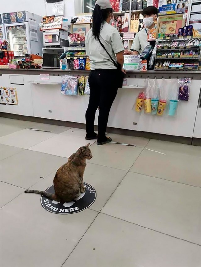 รวมภาพสุดฮา แม้แต่สัตว์ก็เว้นระยะห่างทางสังคม