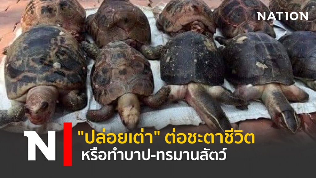 "ปล่อยเต่า"ต่อชะตาชีวิตหรือทำบาป-ทรมานสัตว์ "ปล่อยเต่า"ต่อชะตาชีวิตหรือทำบาป-ทรมานสัตว์