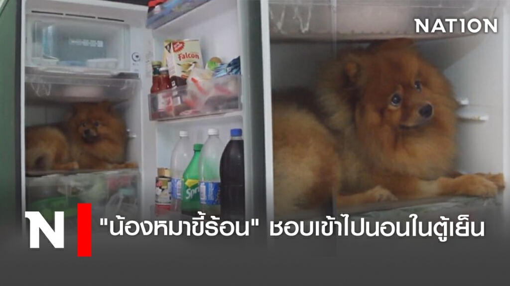 "น้องหมาขี้ร้อน" ชอบเข้าไปนอนในตู้เย็น
