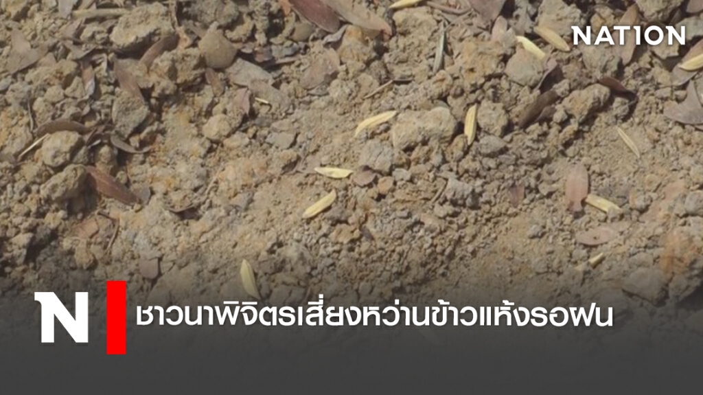 ชาวนาพิจิตรเสี่ยงหว่านข้าวแห้งรอฝน ชาวนาพิจิตรเสี่ยงหว่านข้าวแห้งรอฝน