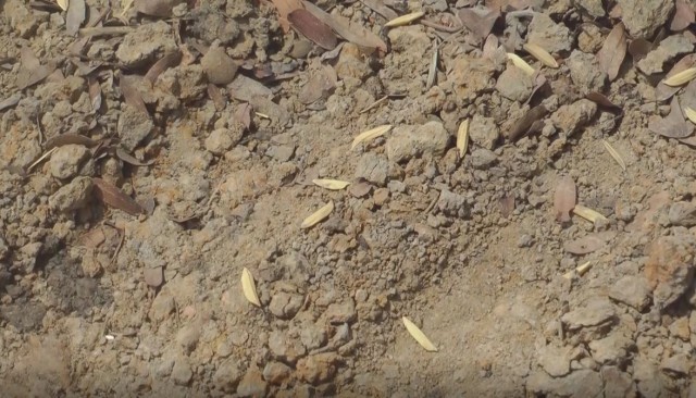 ชาวนาพิจิตรเสี่ยงหว่านข้าวแห้งรอฝน