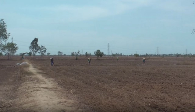 ชาวนาพิจิตรเสี่ยงหว่านข้าวแห้งรอฝน