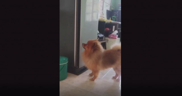 "น้องหมาขี้ร้อน" ชอบเข้าไปนอนในตู้เย็น