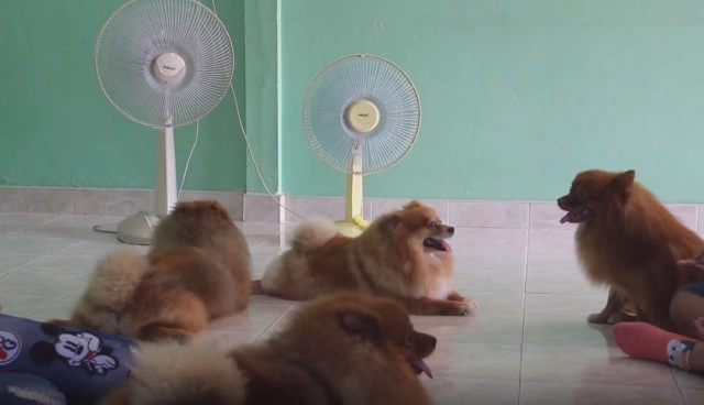 "น้องหมาขี้ร้อน" ชอบเข้าไปนอนในตู้เย็น