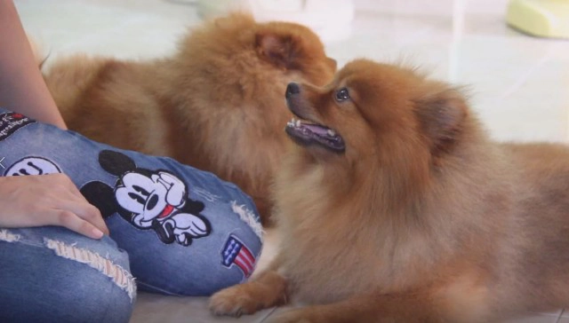 "น้องหมาขี้ร้อน" ชอบเข้าไปนอนในตู้เย็น