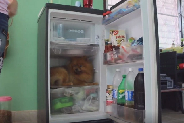 "น้องหมาขี้ร้อน" ชอบเข้าไปนอนในตู้เย็น