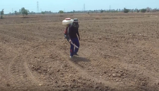 ชาวนาพิจิตรเสี่ยงหว่านข้าวแห้งรอฝน