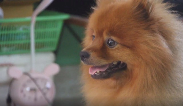 "น้องหมาขี้ร้อน" ชอบเข้าไปนอนในตู้เย็น