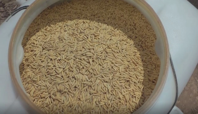 ชาวนาพิจิตรเสี่ยงหว่านข้าวแห้งรอฝน