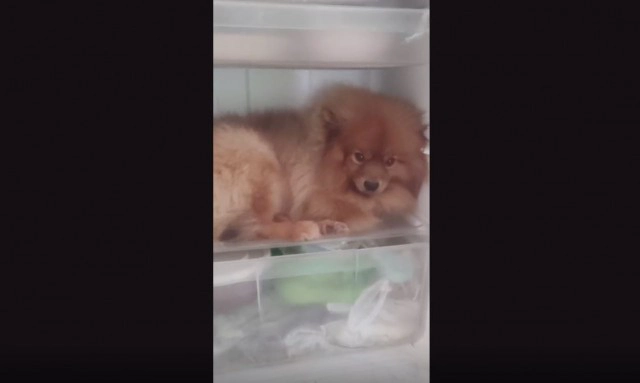 "น้องหมาขี้ร้อน" ชอบเข้าไปนอนในตู้เย็น