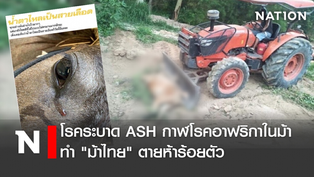โรคระบาด ASH กาฬโรคอาฟริกาในม้า ทำ "ม้าไทย" ตายห้าร้อยตัว