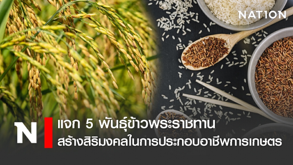 "กรมการข้าว" แจก 5 พันธุ์ข้าวพระราชทาน สร้างสิริมงคลในการประกอบอาชีพการเกษตร