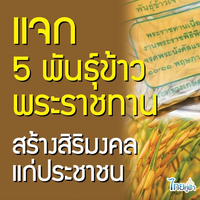 "กรมการข้าว" แจก 5 พันธุ์ข้าวพระราชทาน สร้างสิริมงคลในการประกอบอาชีพการเกษตร