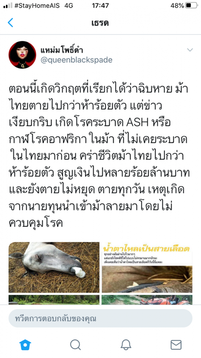 โรคระบาด ASH กาฬโรคอาฟริกาในม้า ทำ "ม้าไทย" ตายห้าร้อยตัว