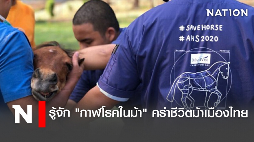 รู้จัก "กาฬโรคในม้า" คร่าชีวิตม้าเมืองไทย รู้จัก "กาฬโรคในม้า" คร่าชีวิตม้าเมืองไทย