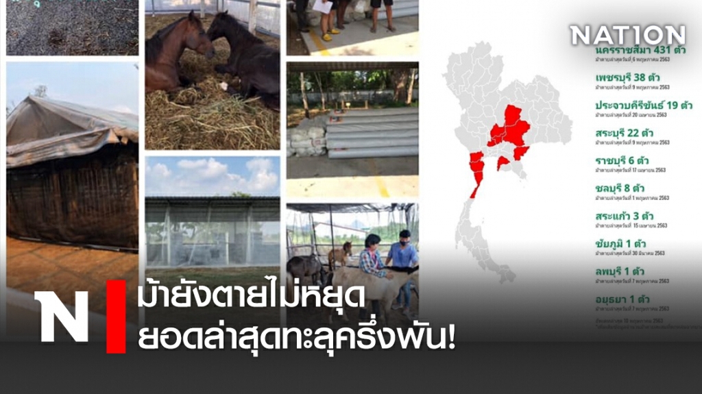 ม้ายังตายไม่หยุด ยอดล่าสุดทะลุครึ่งพัน!